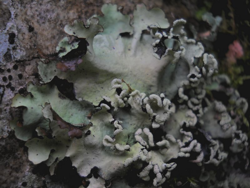 lichene dalla Gallura